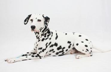 大型犬