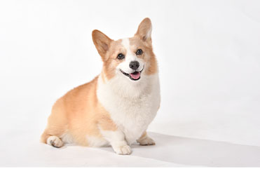 中型犬