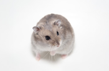 その他小動物